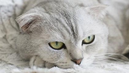 中国做出最坏打算，如果俄罗斯战败，中国必须做的三件事