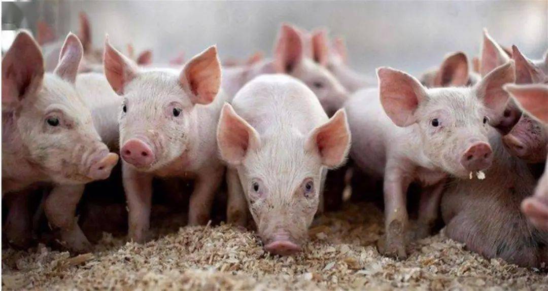 反弹超70%！“二师兄”又要起飞了？狠抽了资本一个耳光！发改委约谈猪企：不得囤积居奇、哄抬价格！