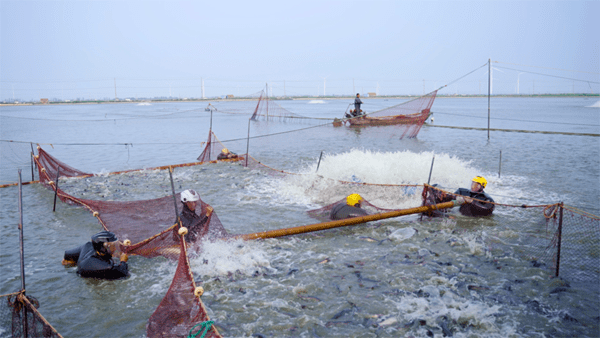 江苏银宝集团：做强渔产业 做优渔品牌