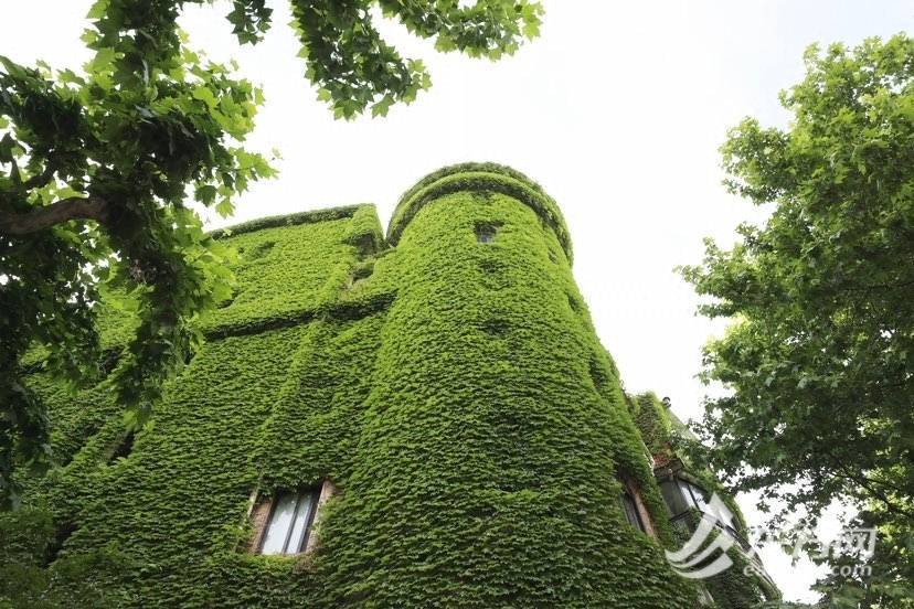 上海“网绿”大楼通体长满爬山虎<strong></p>
<p>满币网</strong>，晋升初夏打卡新地标