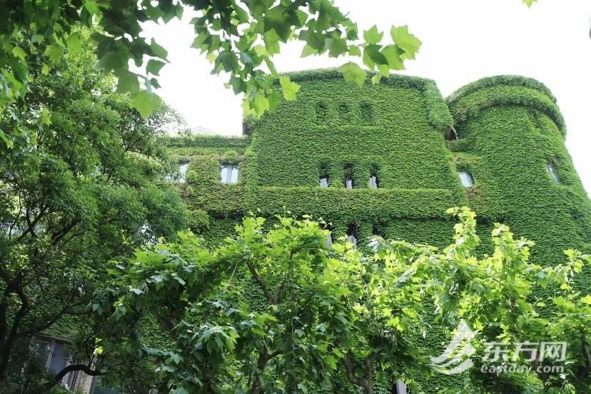 上海“网绿”大楼通体长满爬山虎<strong></p>
<p>满币网</strong>，晋升初夏打卡新地标