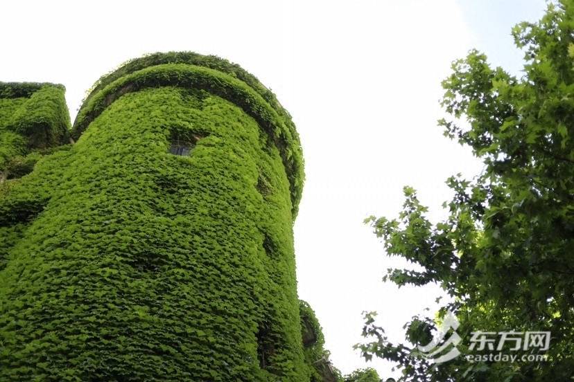 上海“网绿”大楼通体长满爬山虎<strong></p>
<p>满币网</strong>，晋升初夏打卡新地标