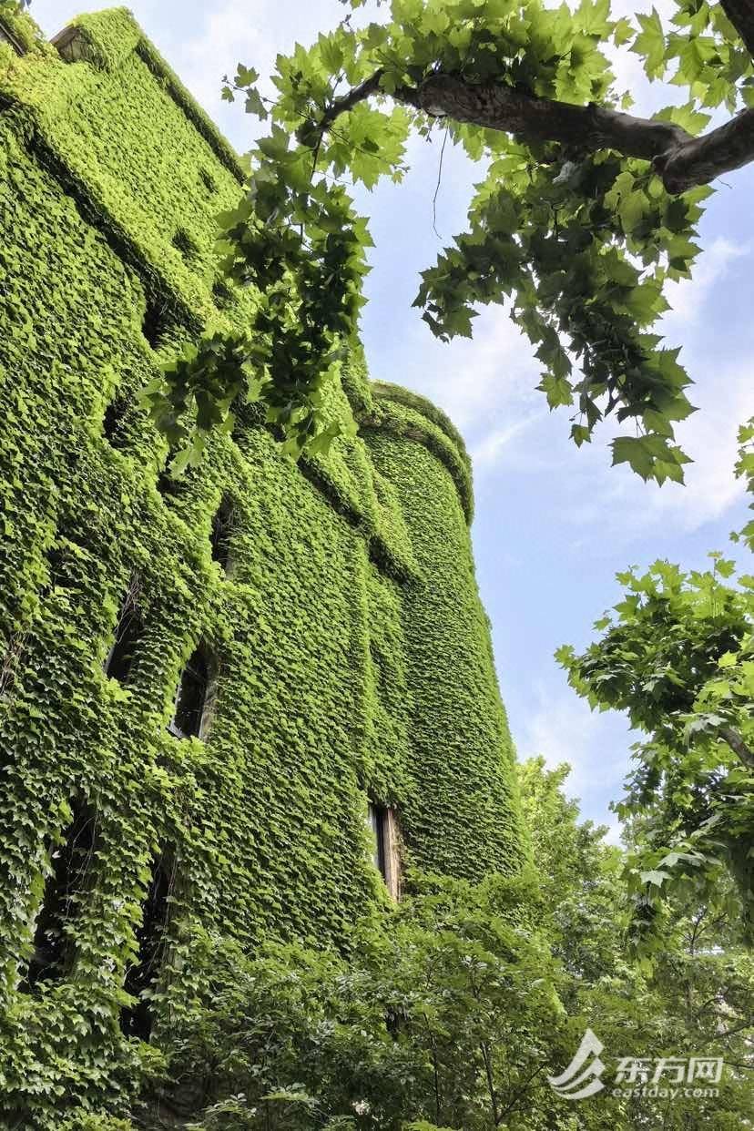 上海“网绿”大楼通体长满爬山虎<strong></p>
<p>满币网</strong>，晋升初夏打卡新地标