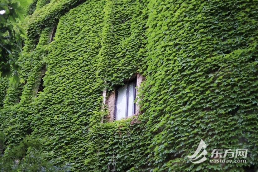 上海“网绿”大楼通体长满爬山虎<strong></p>
<p>满币网</strong>，晋升初夏打卡新地标