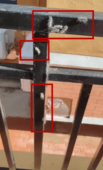 头皮发麻<strong></p>
<p>货币走势图</strong>！大连一小区栏杆上出现白色的毛毛虫……