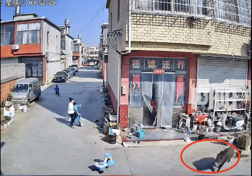 街头横冲直闯<strong></p>
<p>币币钱包</strong>，抱娃女子被撞伤，警方：已被特警击毙