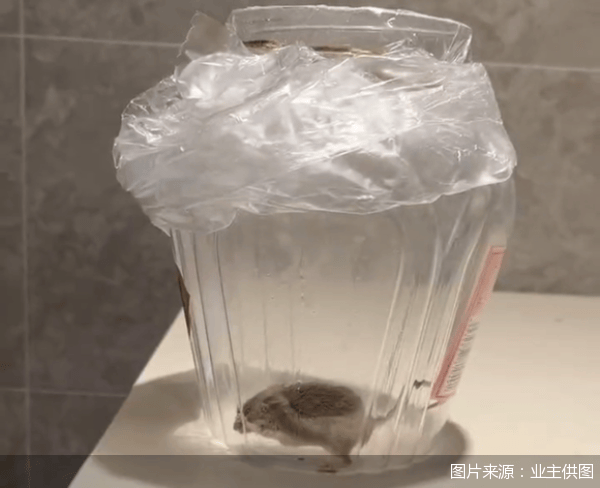 老鼠乱窜、直饮水发黄<strong></p>
<p>交易者指数</strong>,北京业主千万元买的和锦诚园居然是这样