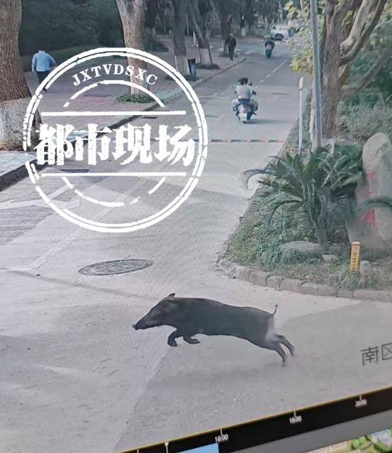 江西一高校惊现野猪<strong></p>
<p>换算货币</strong>,最后在食堂被成功抓获