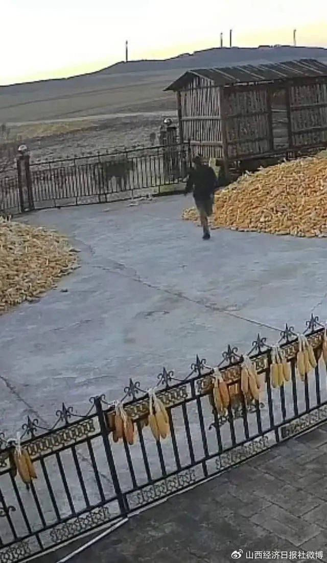 突发<strong></p>
<p>买软件</strong>！老虎进村咬伤村民！家属：有两只！最新消息→