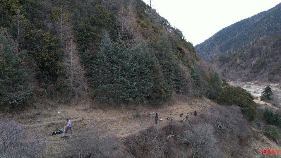揭秘“野猪猎捕队”丨海拔3000米高山密林<strong></p>
<p>货币定价</strong>,记者跟队直击猎捕野猪全过程