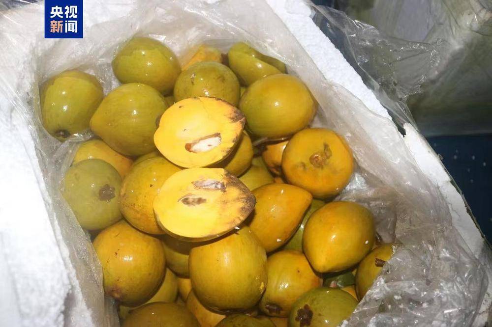 共计4.13吨<strong></p>
<p>p币</strong>！广西北海海警查获一起涉嫌走私水果案