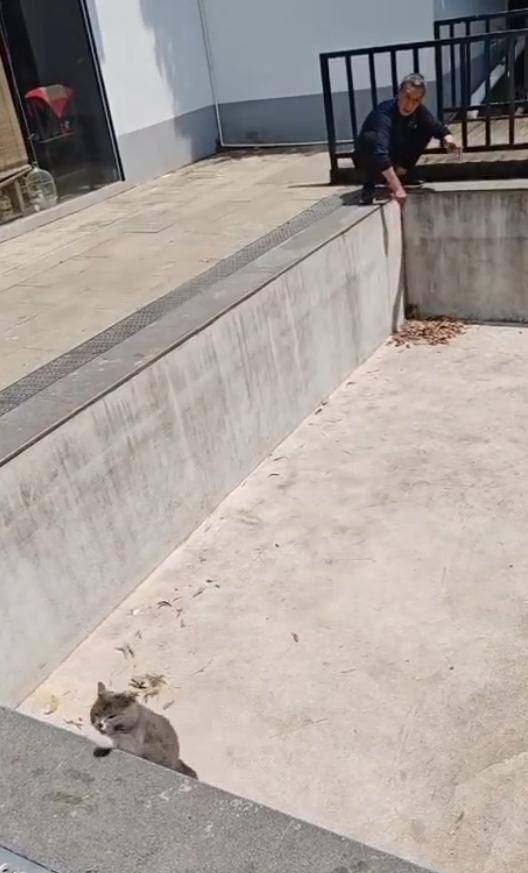 老鼠掉进泳池，广东大叔出动鸡猫狗团队，结果全被老鼠吓跑！网友坐不住纷纷晒战绩