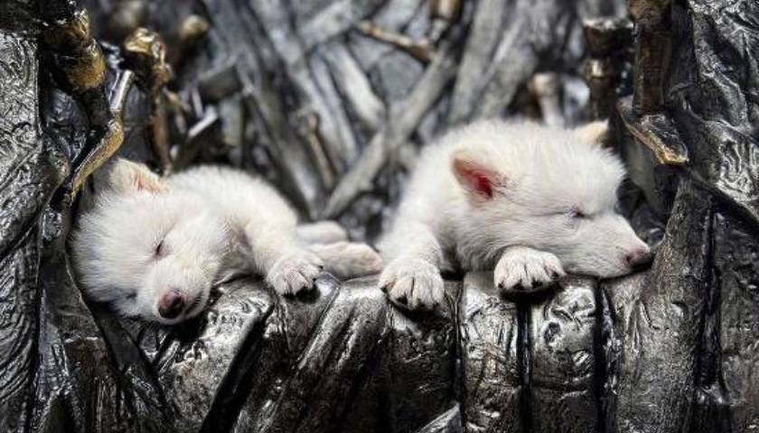 《权力的游戏》中的冰原狼被这家公司复活<strong></p>
<p>藏软件的软件</strong>，马斯克发帖关注