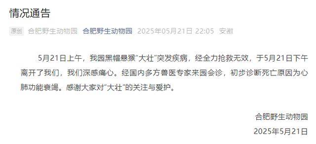 网红猴“大壮”突然离世<strong></p>
<p>清币价格</strong>！曾因方脸“丑”出圈