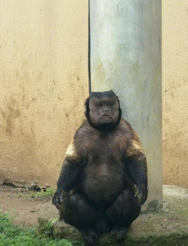 网红猴“大壮”突然离世<strong></p>
<p>清币价格</strong>！曾因方脸“丑”出圈