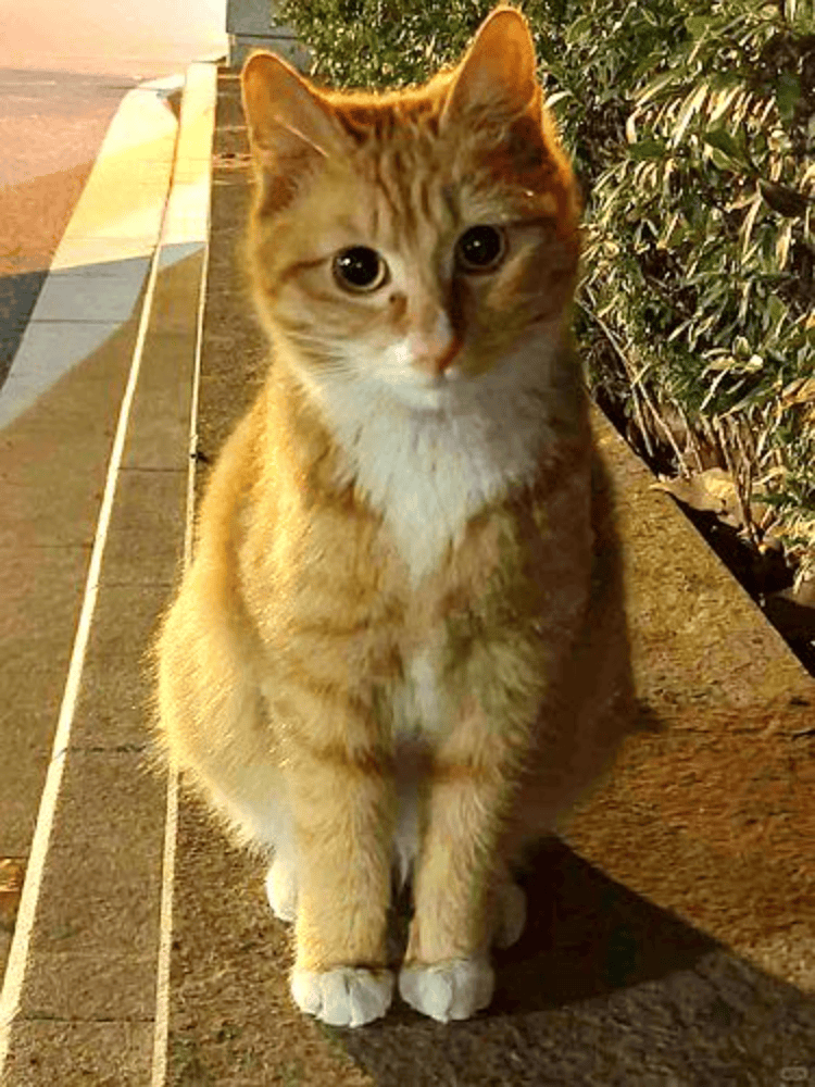 南京大学校庆日“校猫”被钢珠打碎头骨？校保卫处：看了一夜监控<strong></p>
<p>清币价格</strong>，暂未锁定嫌疑人