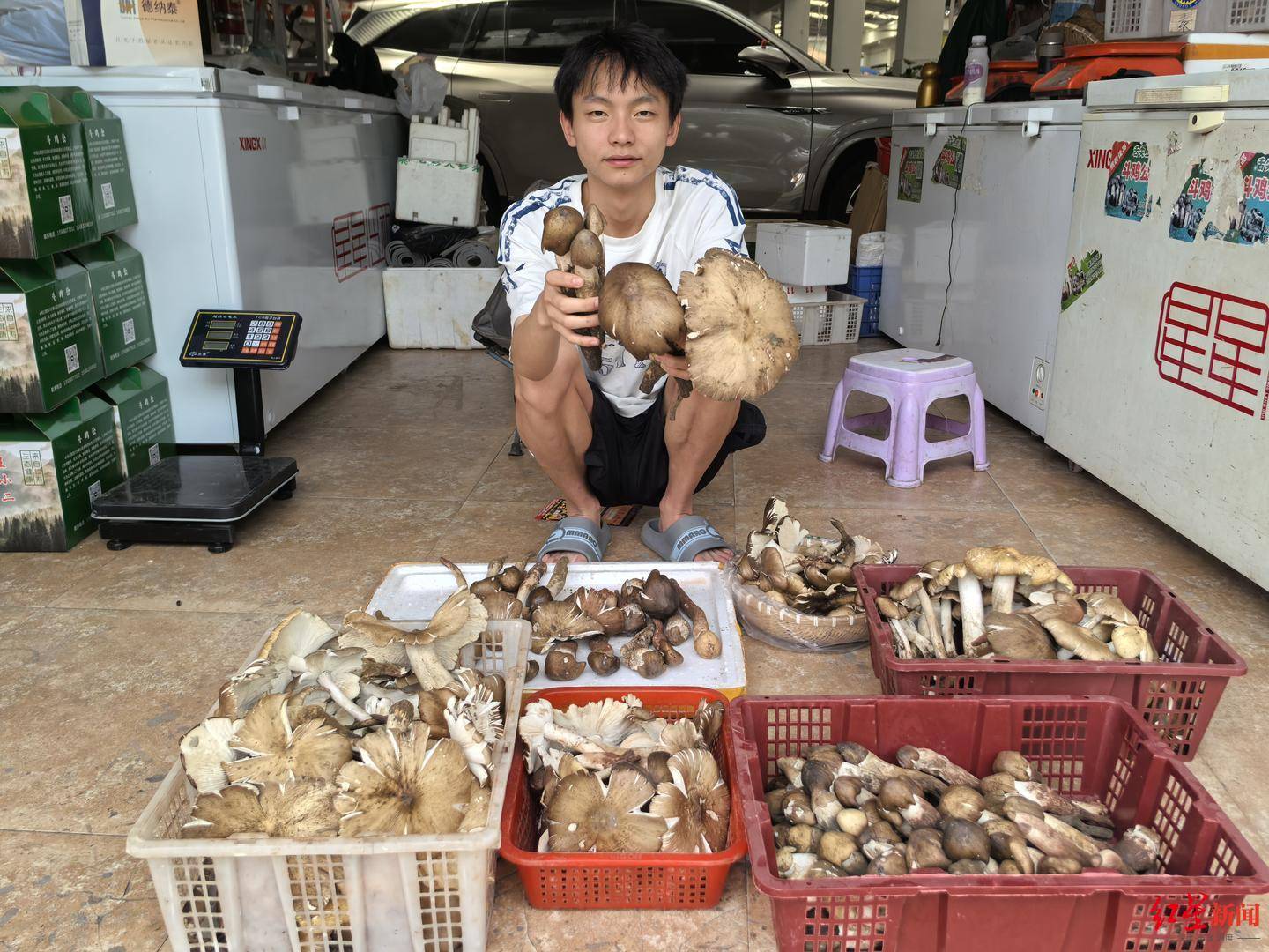 “天价”鸡枞调查：最贵卖到1800元/公斤！雨水少致产量低<strong></p>
<p>门罗币软件</strong>，多地价高客少