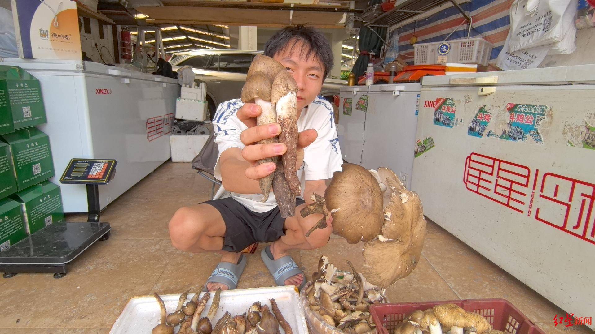 “天价”鸡枞调查：最贵卖到1800元/公斤！雨水少致产量低<strong></p>
<p>门罗币软件</strong>，多地价高客少