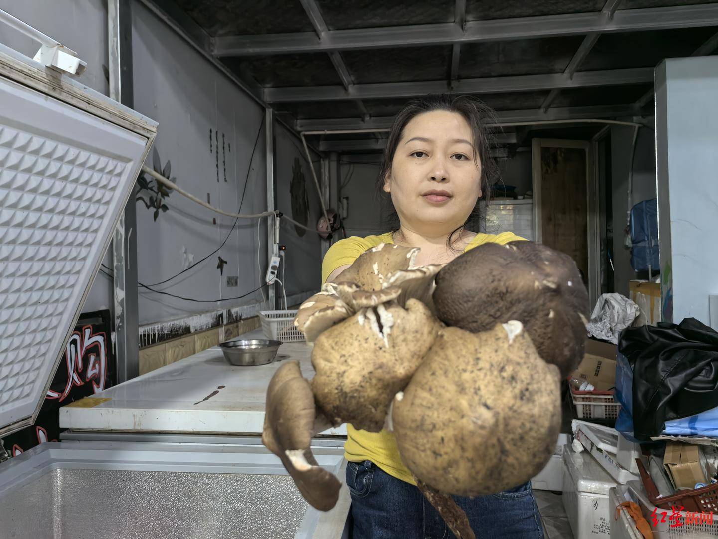 “天价”鸡枞调查：最贵卖到1800元/公斤！雨水少致产量低<strong></p>
<p>门罗币软件</strong>，多地价高客少