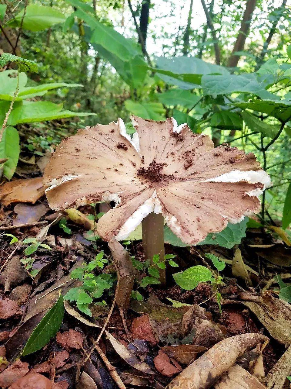 “天价”鸡枞调查：最贵卖到1800元/公斤！雨水少致产量低<strong></p>
<p>门罗币软件</strong>，多地价高客少