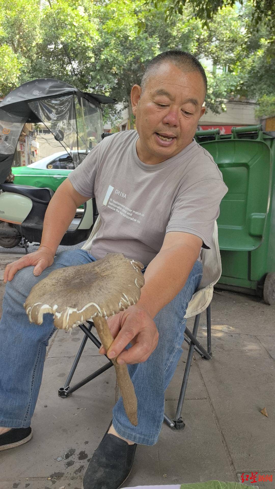 “天价”鸡枞调查：最贵卖到1800元/公斤！雨水少致产量低<strong></p>
<p>门罗币软件</strong>，多地价高客少