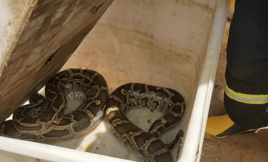 广东一地现3米长70斤巨蟒<strong></p>
<p>宝石</strong>，吐出一只30斤整羊，消防员4分钟抓捕