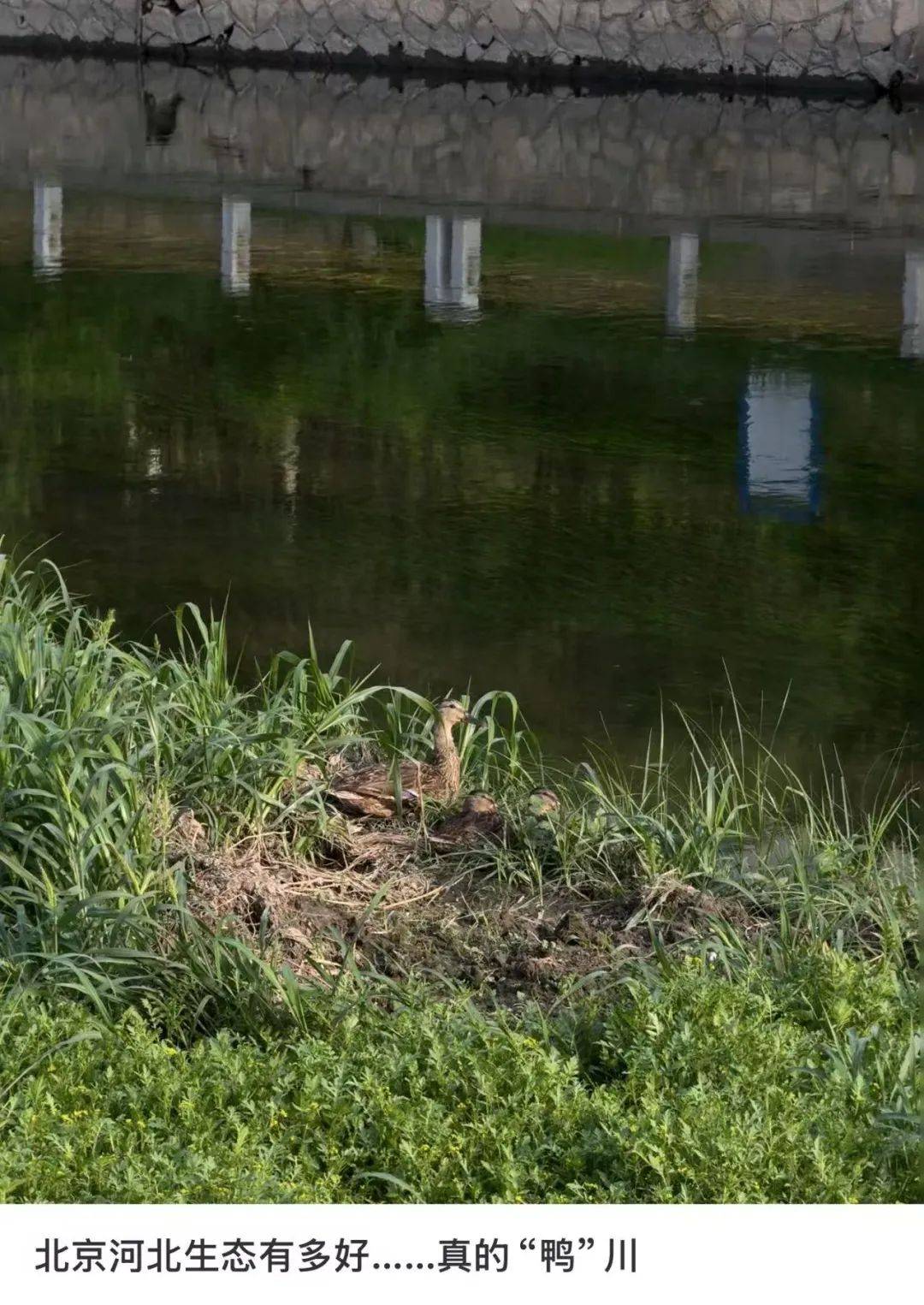 缺水的北京<strong></p>
<p>中文交易平台</strong>，被北漂强行玩成了威尼斯