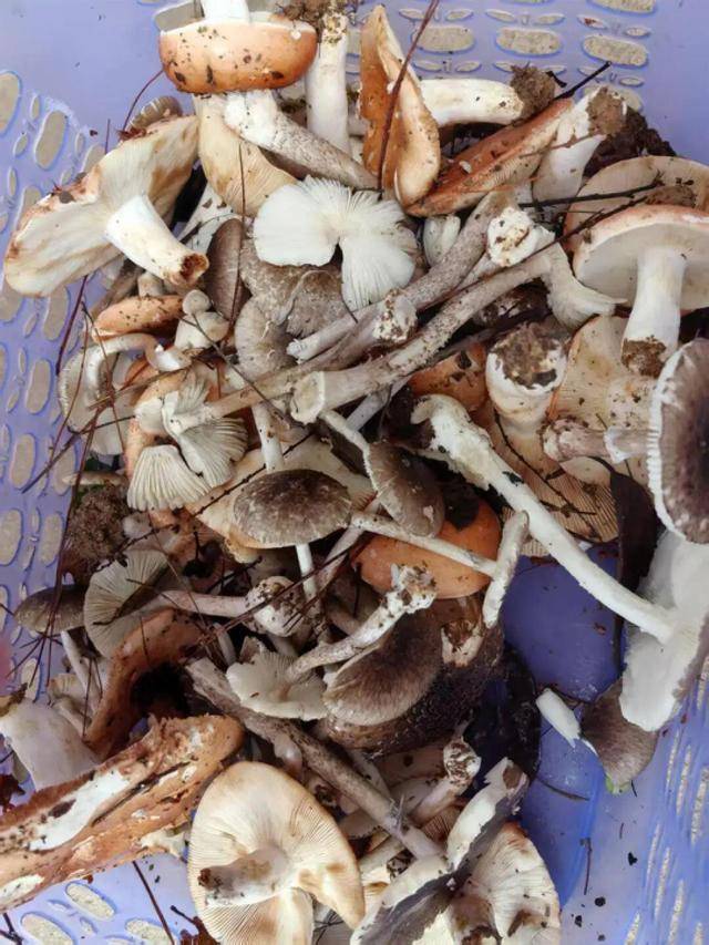 湖南一家6口误食毒蘑菇<strong></p>
<p>中文交易平台</strong>，5岁男童不幸去世