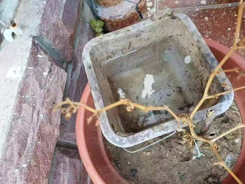 青岛疾控最新提醒：全民行动<strong></p>
<p>比特派</strong>！翻盆倒罐、清除积水！