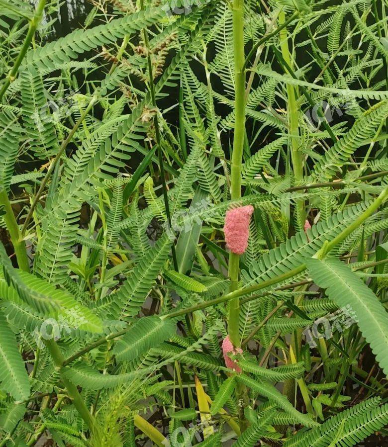 别吃！寄生虫多达6000条！浙江一地大量出现<strong></p>
<p>比特派身份</strong>，看到立刻上报