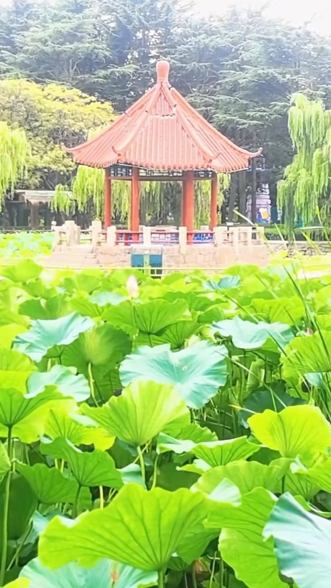 青岛中山公园一凉亭突然倒塌：一年前刚完成修缮<strong></p>
<p>bitpie比特派官网下载</strong>，园方称无伤亡原因待查