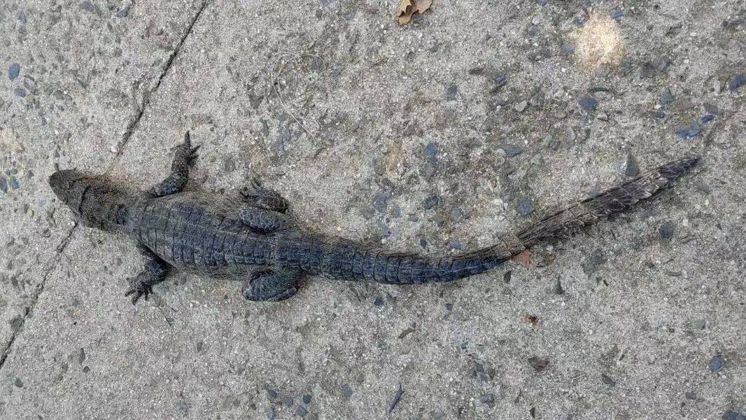 安徽一钓鱼佬钓到一条1米长20斤的“大鱼”<strong></p>
<p>bitpie比特派官网下载</strong>，赶紧送到派出所，民警：放生！