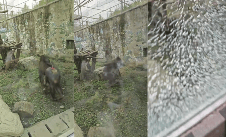 成都动物园山魈“暴走”用石头砸碎馆舍玻璃<strong></p>
<p>币安</strong>,园方:属实,将评估是否移除小石头