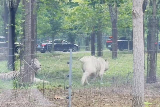 惊险！野生动物园内<strong></p>
<p>币安交易所</strong>，两车剐蹭，车主下车沟通老虎一旁围观