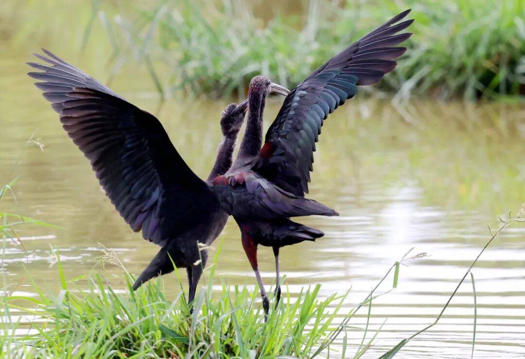 突破45只<strong></p>
<p>币安官网</strong>！