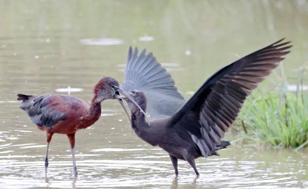 突破45只<strong></p>
<p>币安官网</strong>！