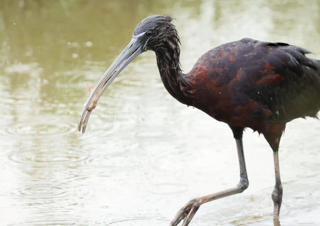 突破45只<strong></p>
<p>币安官网</strong>！