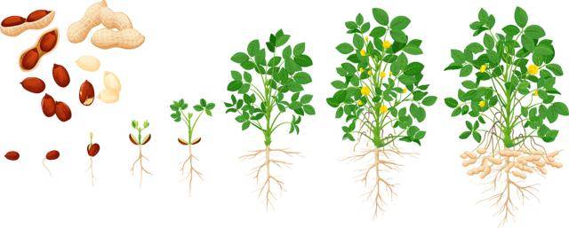 “花生上树”闹剧:AI翻车背后<strong></p>
<p>币安app下载</strong>,我们都在弄丢常识?