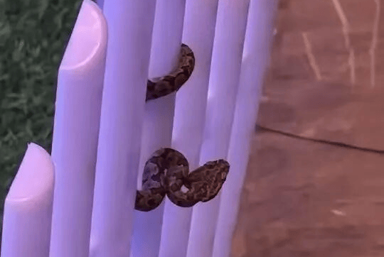 九寨沟一酒店大堂出现蝮蛇<strong></p>
<p>币安创始人</strong>,小孩还摸了蛇头!当地通报:孩子没被咬伤,已全面排查