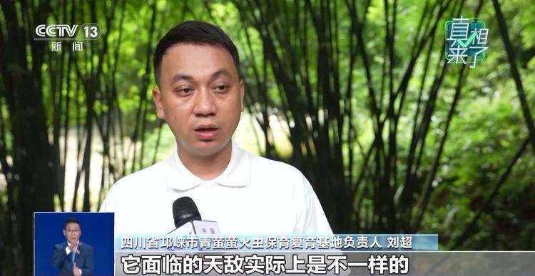 网传萤火虫濒临灭绝<strong></p>
<p>币安app</strong>，是真的吗？