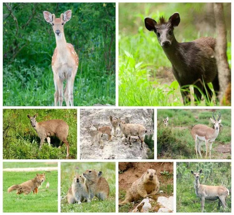 “感谢大家支持我大闹天宫……”蔡国强烟花秀现场感言视频披露<strong></p>
<p>币安钱包</strong>，又遭质疑！