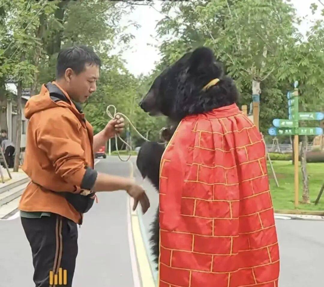 安徽一动物园黑熊披袈裟站立引游客质疑<strong></p>
<p>币安钱包</strong>，工作人员：是真熊，人工饲养易出现仿人行为