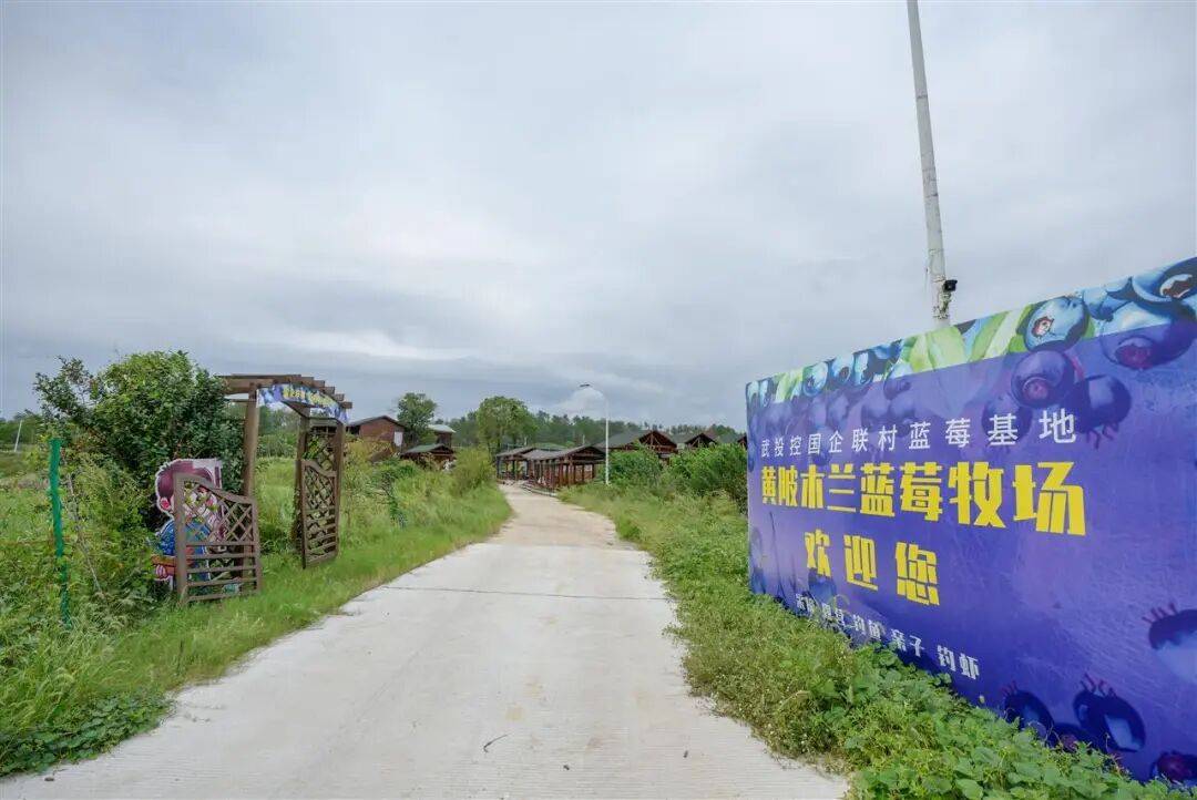 国企联村·强村富民｜一颗蓝莓激活乡村振兴<strong></p>
<p>安币</strong>，书写荒坡变宝地新篇