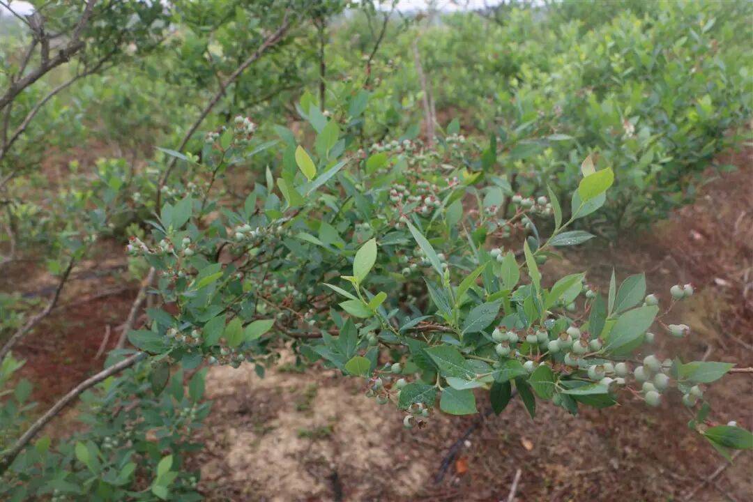 国企联村·强村富民｜一颗蓝莓激活乡村振兴<strong></p>
<p>安币</strong>，书写荒坡变宝地新篇