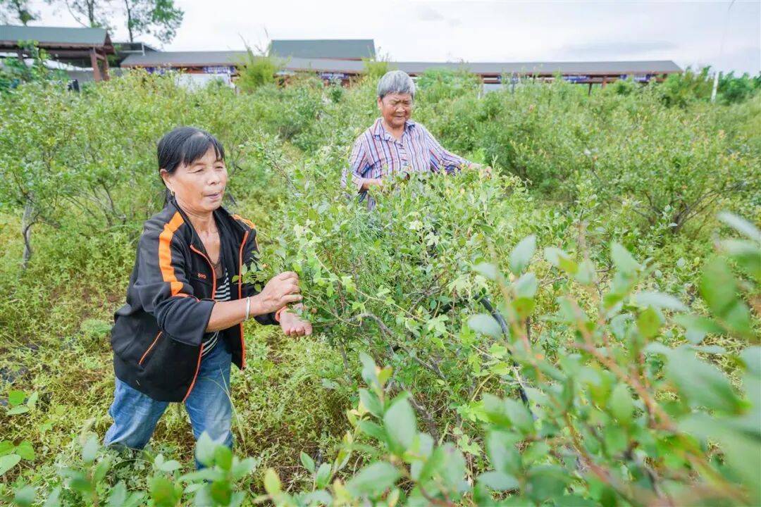 国企联村·强村富民｜一颗蓝莓激活乡村振兴<strong></p>
<p>安币</strong>，书写荒坡变宝地新篇