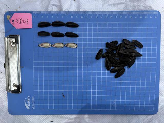 紫色向日葵、多彩胡萝卜、双色火龙果亮相青岛<strong></p>
<p>安币</strong>，种子盛会变身“未来食物实验室”