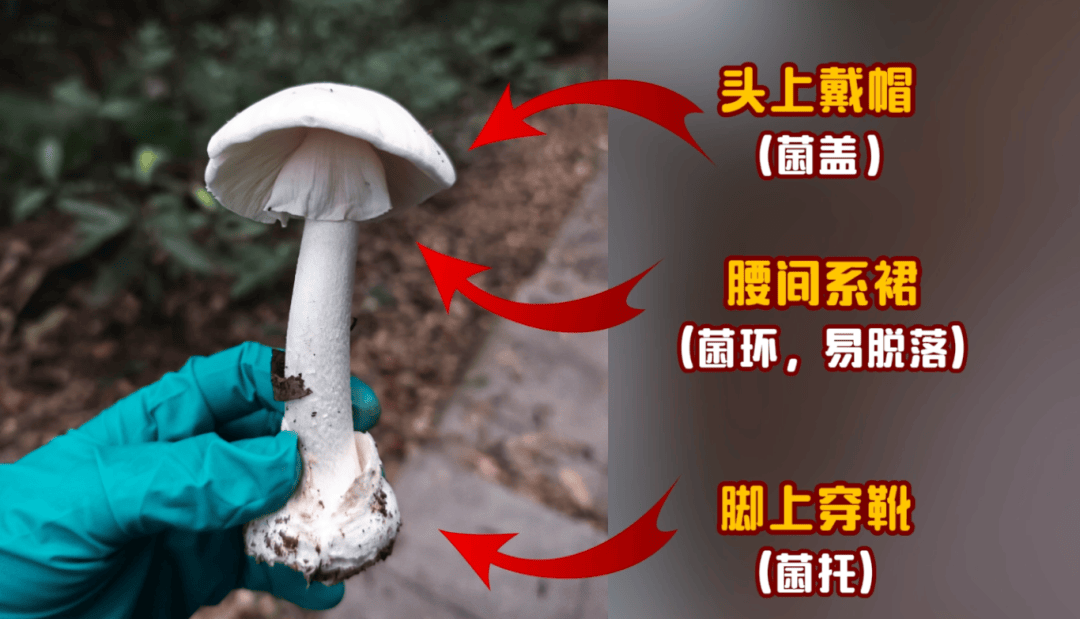 网红发文悼念婆婆:吃了邻居送的蘑菇中毒<strong></p>
<p>币安老板</strong>,抢救四天四夜死亡!这些蘑菇避毒原则可能是陷阱→