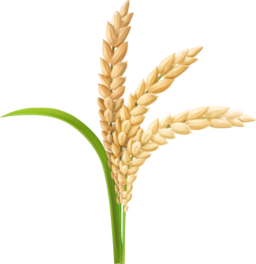 进口食品安全知识问答