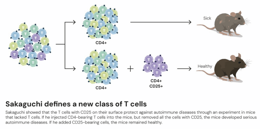 这个诺奖迟到了30年<strong></p>
<p>币安链</strong>!三位科学家揭示免疫系统如何避免“自相残杀”